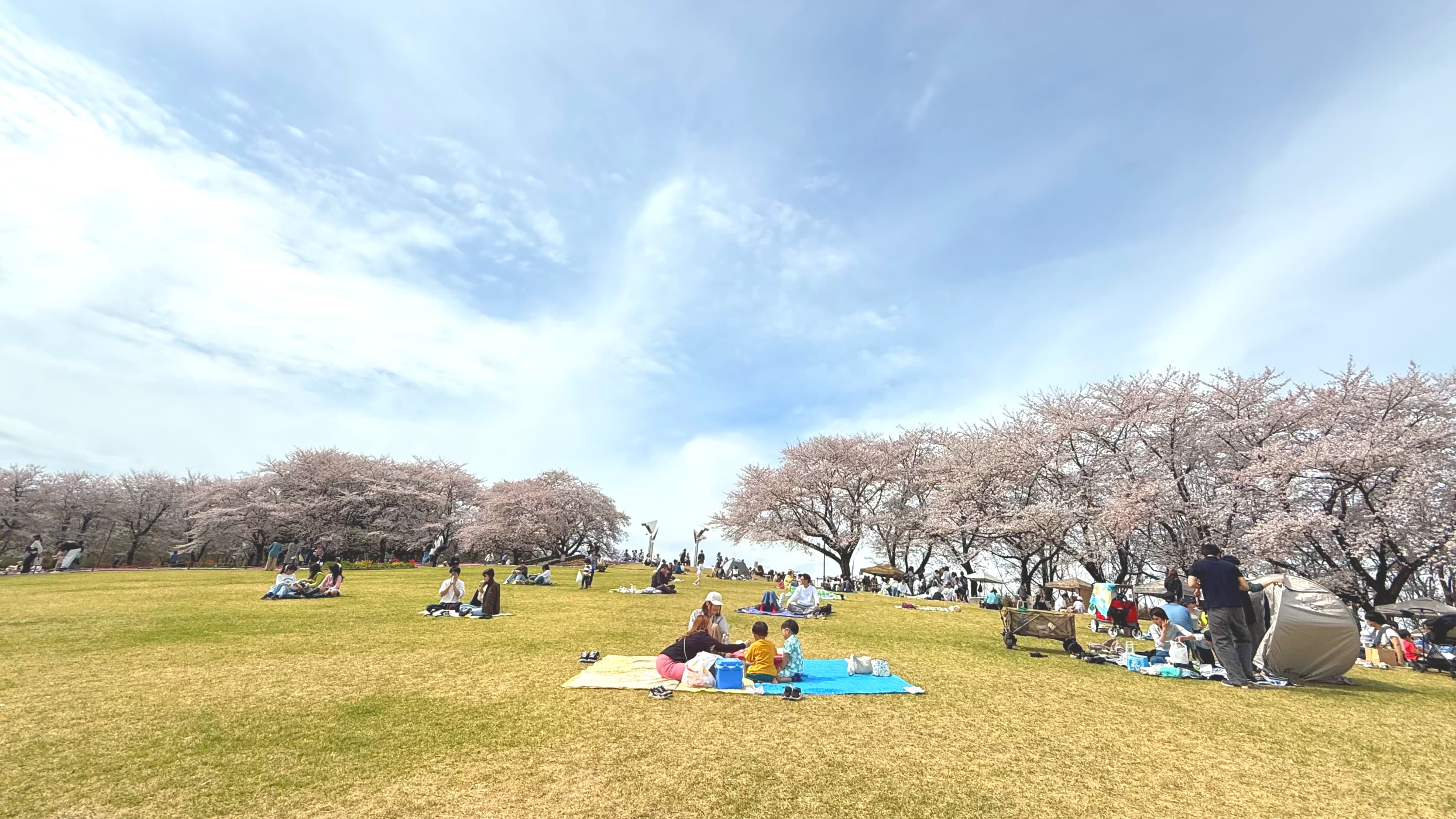 桜の下でのピクニック